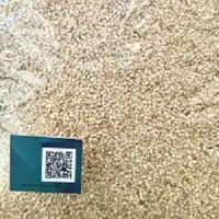 Sesame Seeds