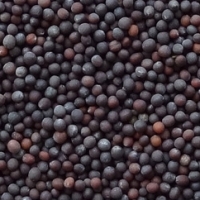 Brown Mustard Seeds