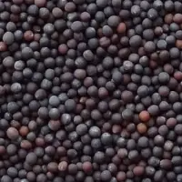 Brown Mustard Seeds