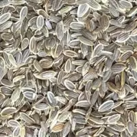 Dill Seeds