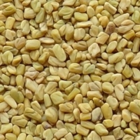 Fenugreek Seeds