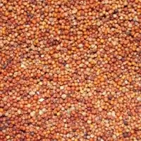 Finger Millet