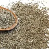 Aniseed