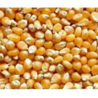 Maize For Animal Feed