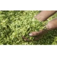 Corn Silage Animal Feed