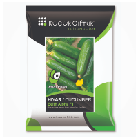 Cucumber