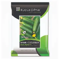 Cucumber