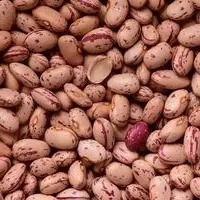 Sugar Beans