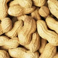 Pure Raw And Dried Peanuts