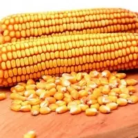 Maize