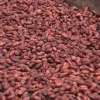 Cocoa Beans
