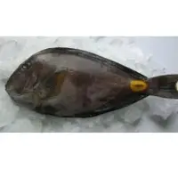 Doctor fish