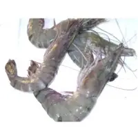Seafood
