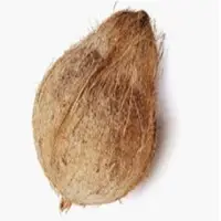 Matured Coconuts