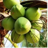 Fresh Tender Coconuts