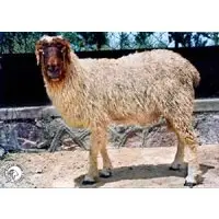 Indian sheep