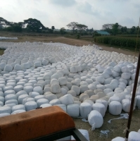 Corn Silage