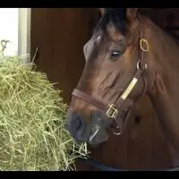 Horse Haylage
