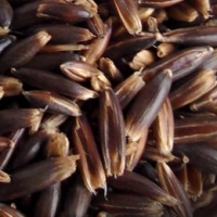 Black Oat