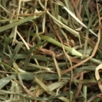 Ryegrass Hay