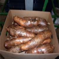 Yucca