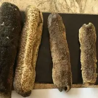 Sea Cucumber / Beach De Mer (Disco, Nool, SFO)