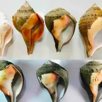 Turbinella Pyrum ( Chank) For Export