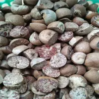 Betel Nut