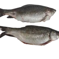 Frozen Rohu Fish