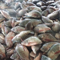 Frozen Tilapia Fish