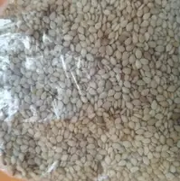 Sesame Seed