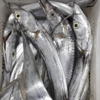 Ribbon Fish