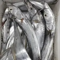 Ribbon Fish