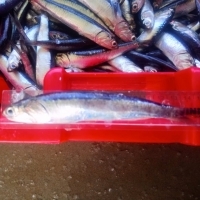 Anchovy Fish
