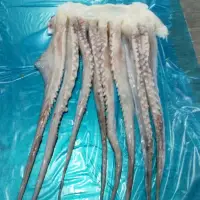 Giant Squid Tentacles 1-2 Kg