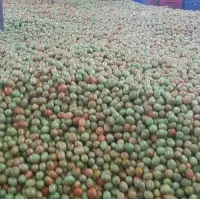 Fresh Tomato