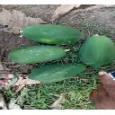 Green Papaya