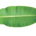 Banana Leaves
