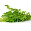Curry Leaves