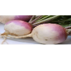Turnip