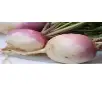 Turnip