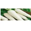 White Raddish
