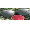 Water Melon