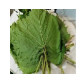 Grapes Leaves