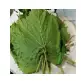 Grapes Leaves
