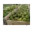 Fig