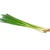 Spring Onion
