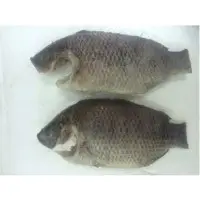 Tilapia Wr