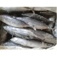Frigate Tuna Wr (bullet Tuna)