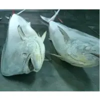 Mahi Mahi Wr